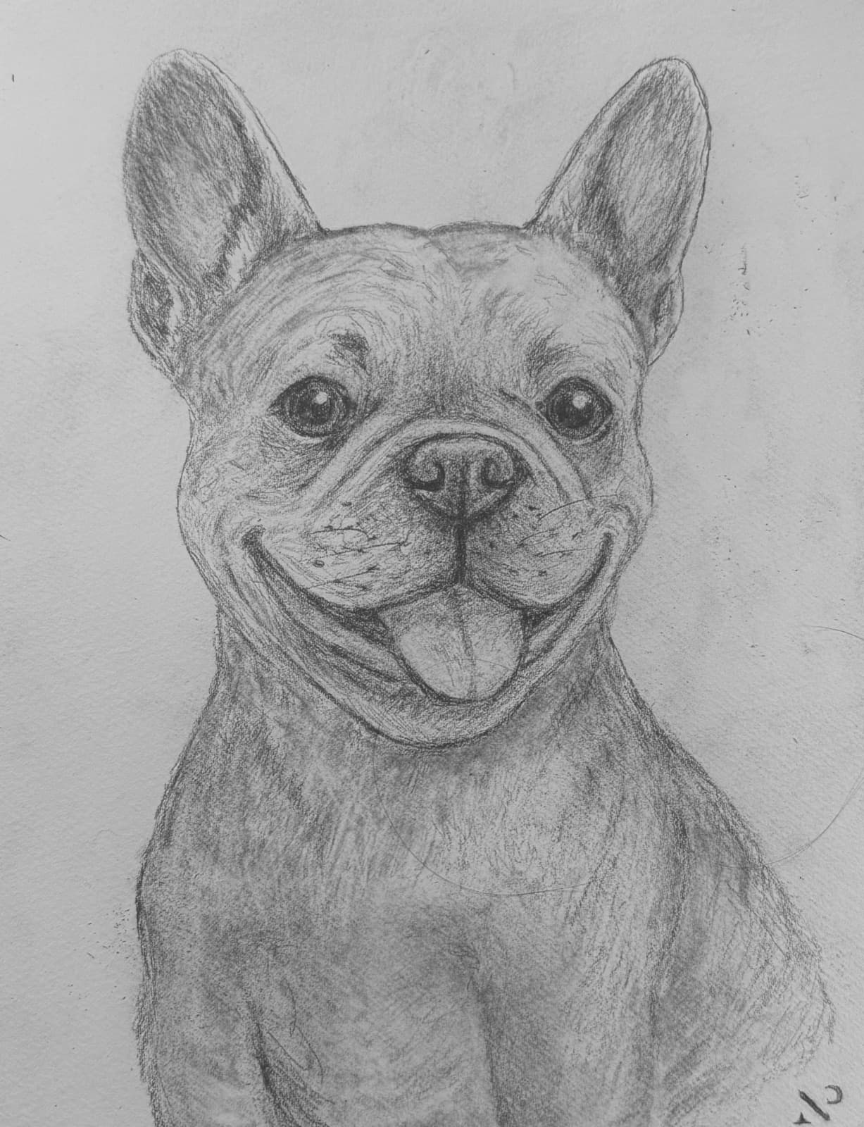 Custom graphite portrait of a French Bulldog, tongue out