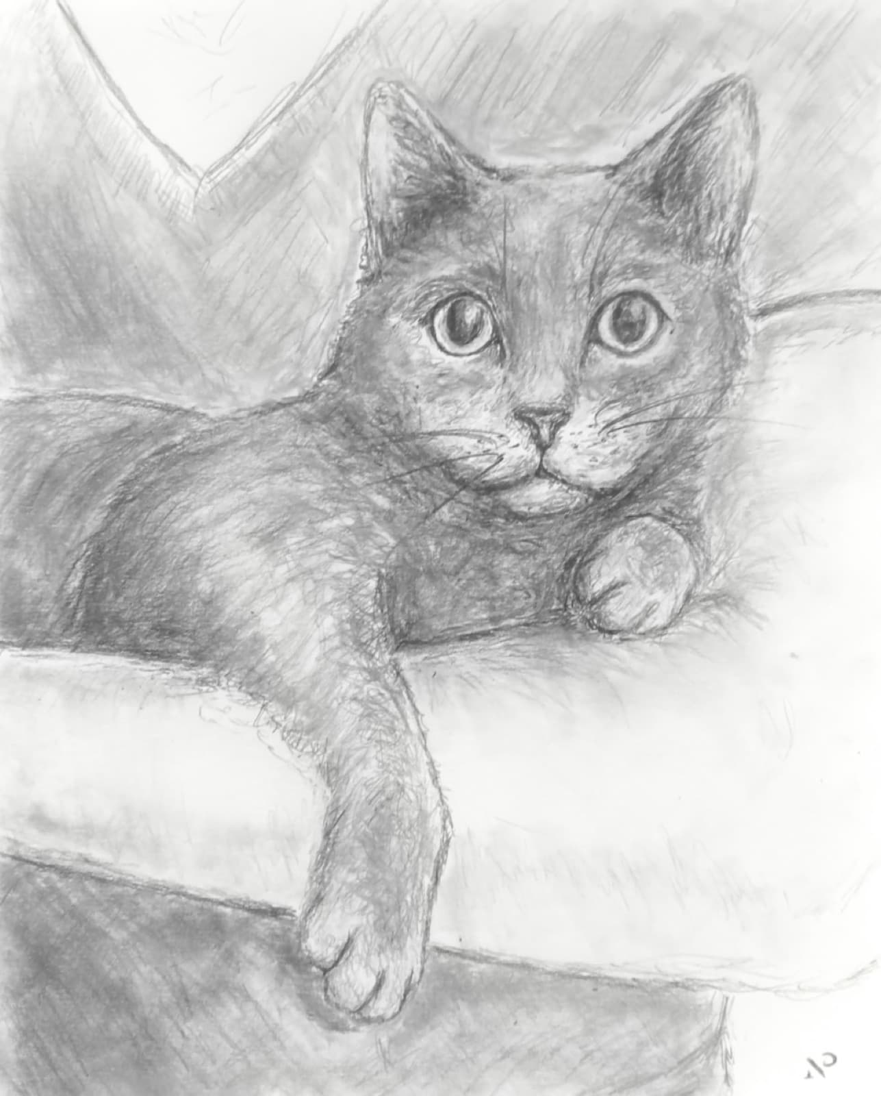 Custom graphite portrait of a grey cat lounging